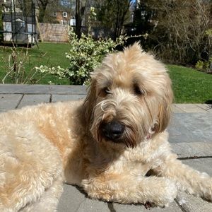 Meet your Posher, Sydney